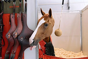 A professional rider on a horse